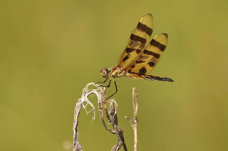 Photo of Halloween Pennant