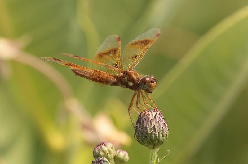 Photo of Eastern Amberwing