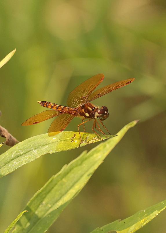 Photo of Eastern Amberwing