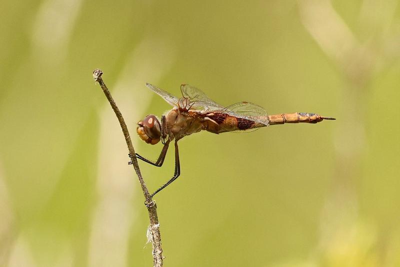 Photo of Red Saddlebags