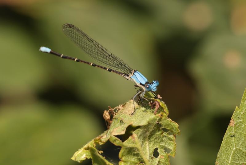 Photo of Blue-fronted Dancer