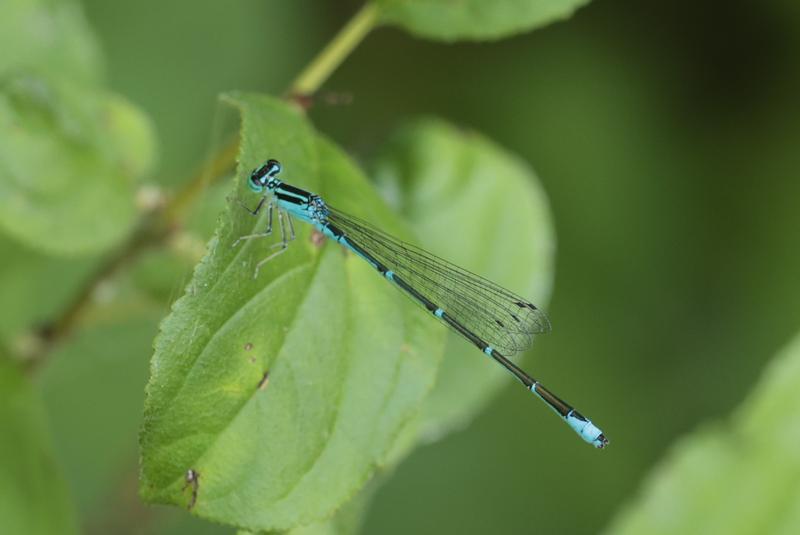 Photo of Stream Bluet