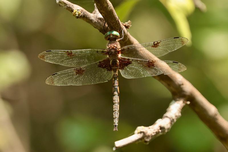 Photo of Prince Baskettail