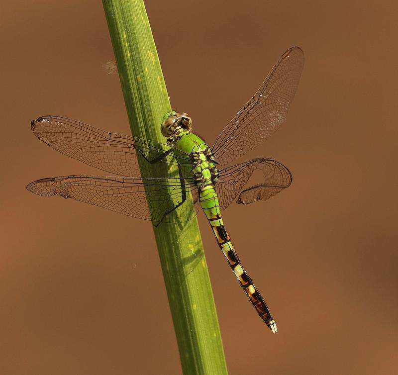Photo of Eastern Pondhawk