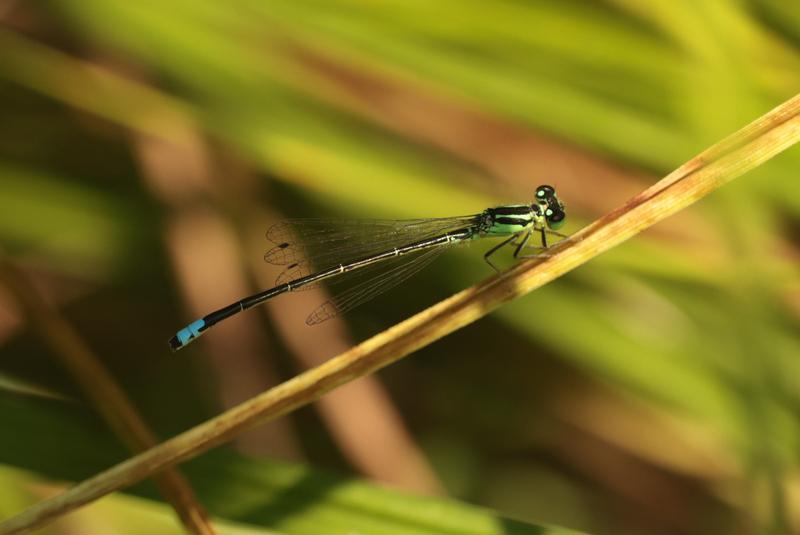 Photo of Eastern Forktail