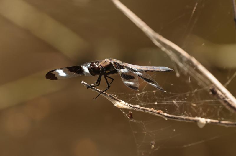 Photo of Twelve-spotted Skimmer
