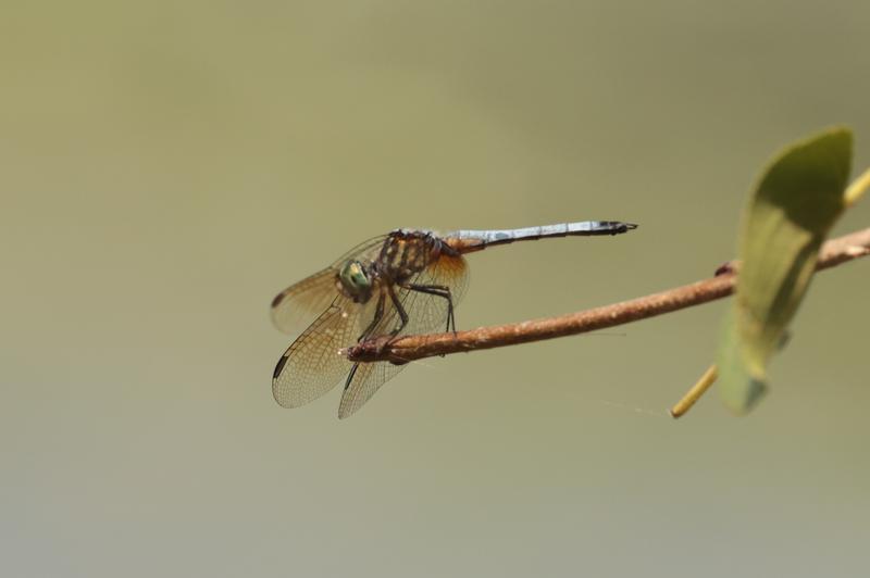Photo of Blue Dasher