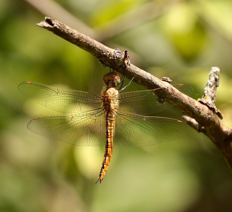 Photo of Wandering Glider