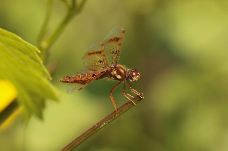 Photo of Eastern Amberwing