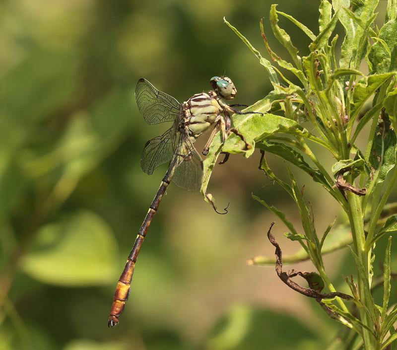 Photo of Russet-tipped Clubtail