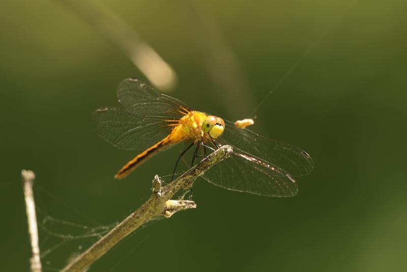 Photo of White-faced Meadowhawk