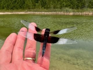 Photo of Widow Skimmer