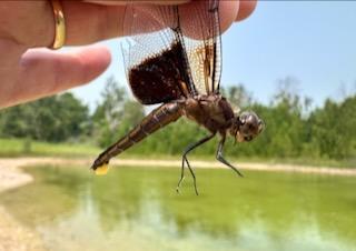 Photo of Widow Skimmer