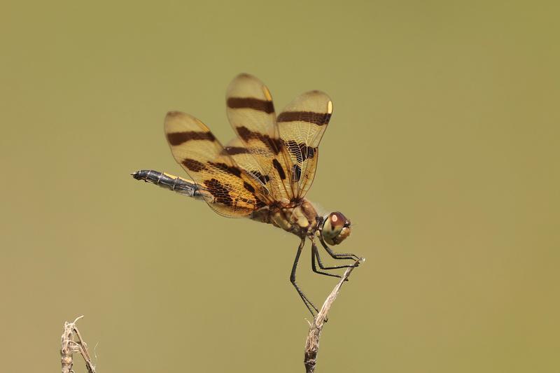 Photo of Halloween Pennant