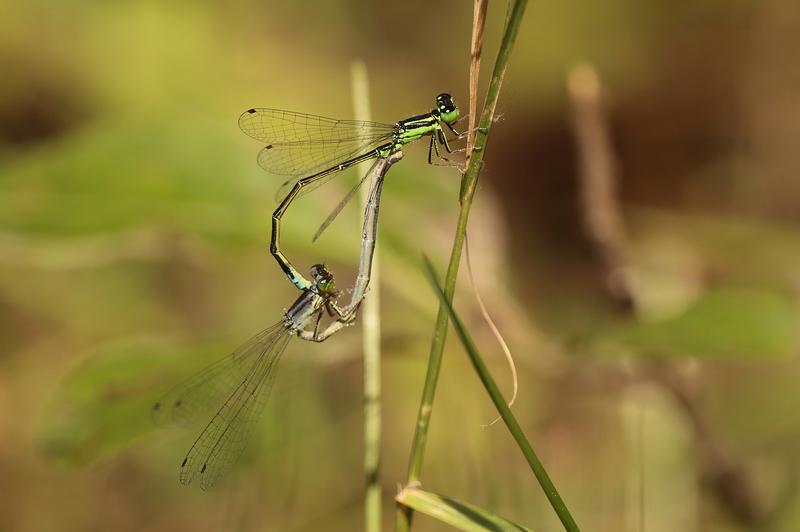 Photo of Eastern Forktail