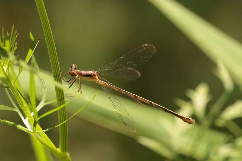 Photo of Slender Spreadwing