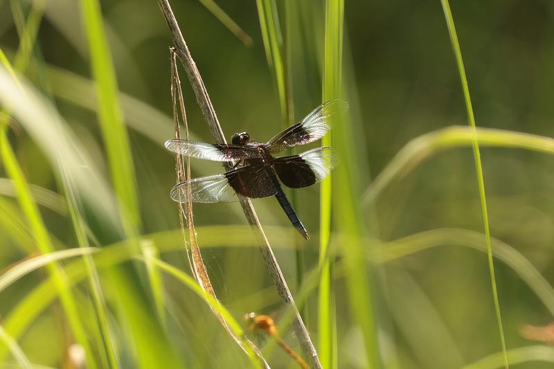 Photo of Widow Skimmer