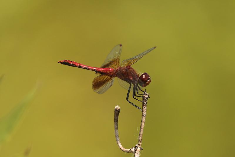 Photo of Band-winged Meadowhawk