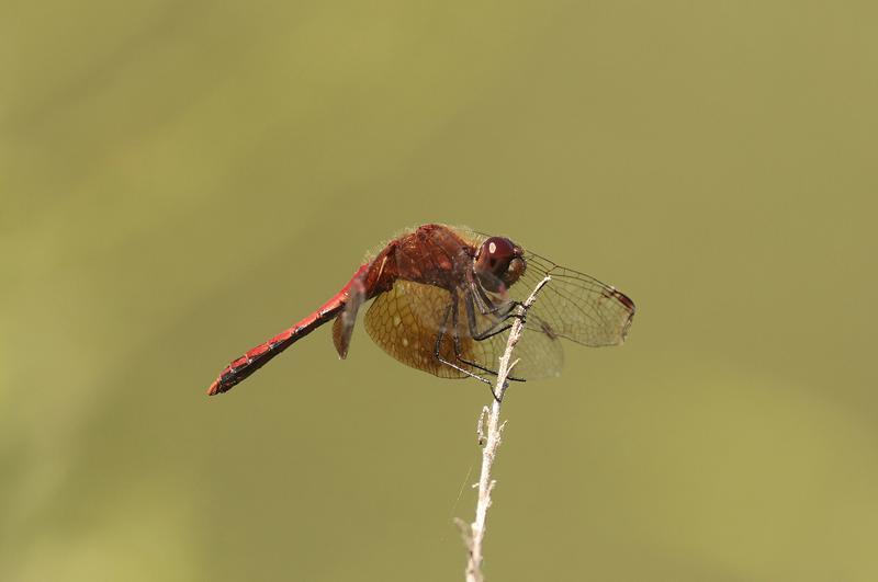 Photo of Band-winged Meadowhawk
