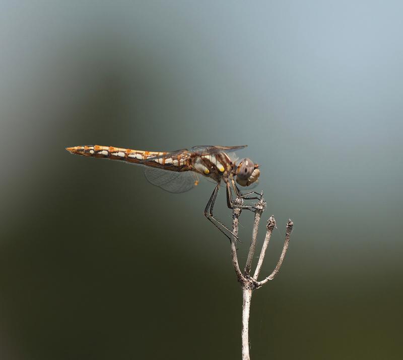 Photo of Variegated Meadowhawk
