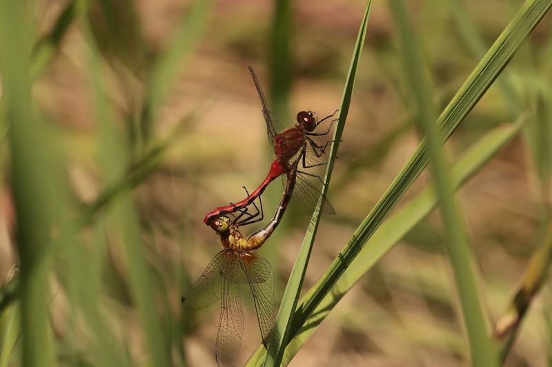 Photo of White-faced Meadowhawk