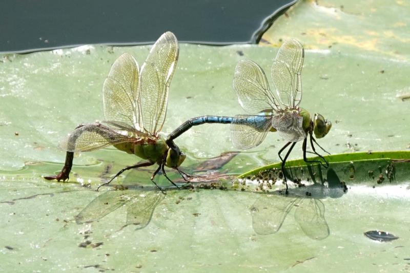 Photo of Common Green Darner