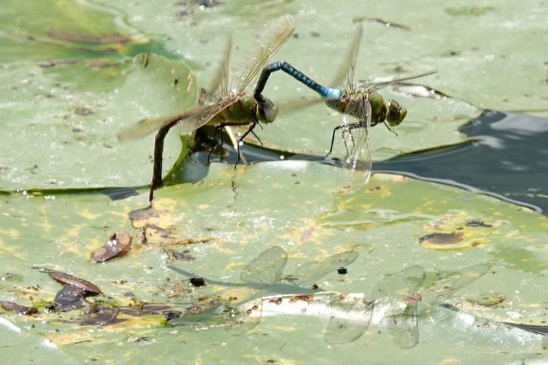 Photo of Common Green Darner