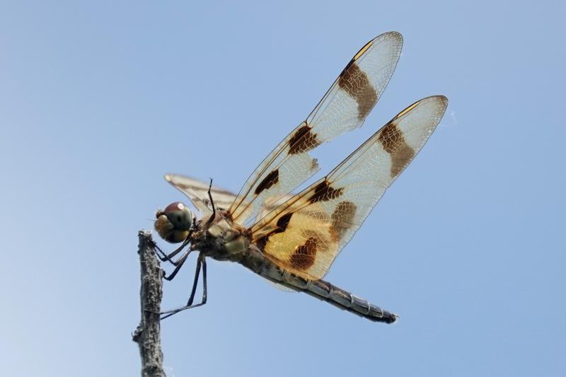 Photo of Halloween Pennant