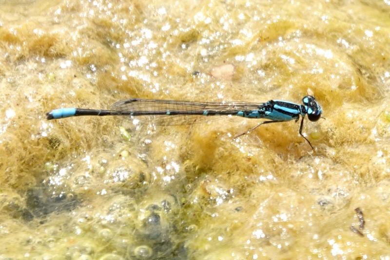 Photo of Skimming Bluet