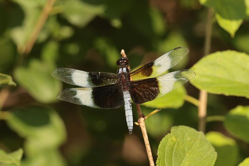 Photo of Widow Skimmer