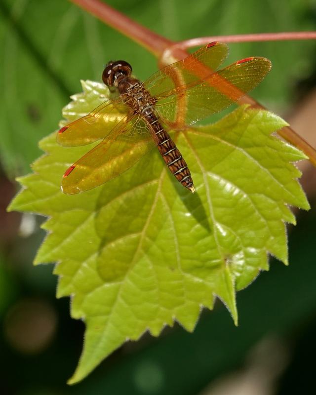 Photo of Eastern Amberwing