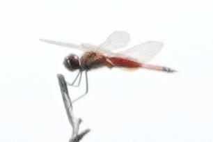 Photo of Striped Saddlebags