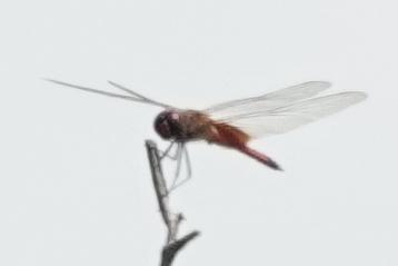 Photo of Striped Saddlebags