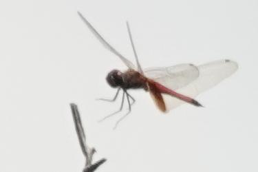Photo of Striped Saddlebags