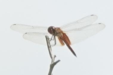 Photo of Striped Saddlebags