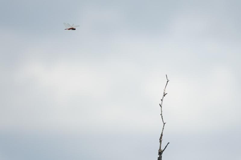 Photo of Striped Saddlebags