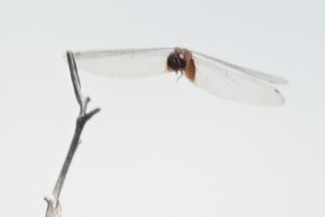 Photo of Striped Saddlebags