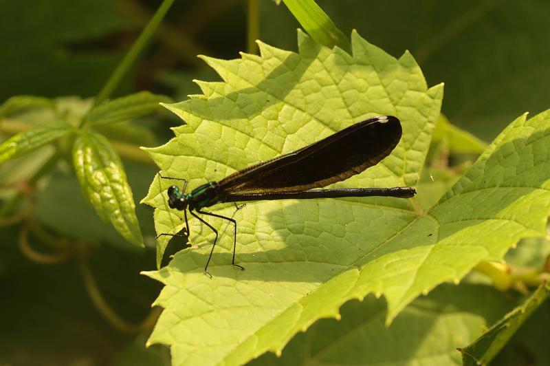 Photo of Ebony Jewelwing