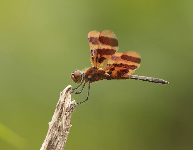 Photo of Halloween Pennant