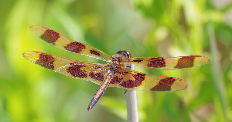 Photo of Halloween Pennant