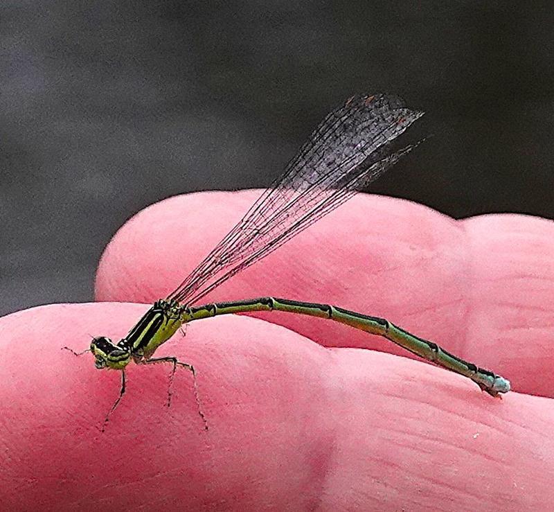 Photo of Stream Bluet