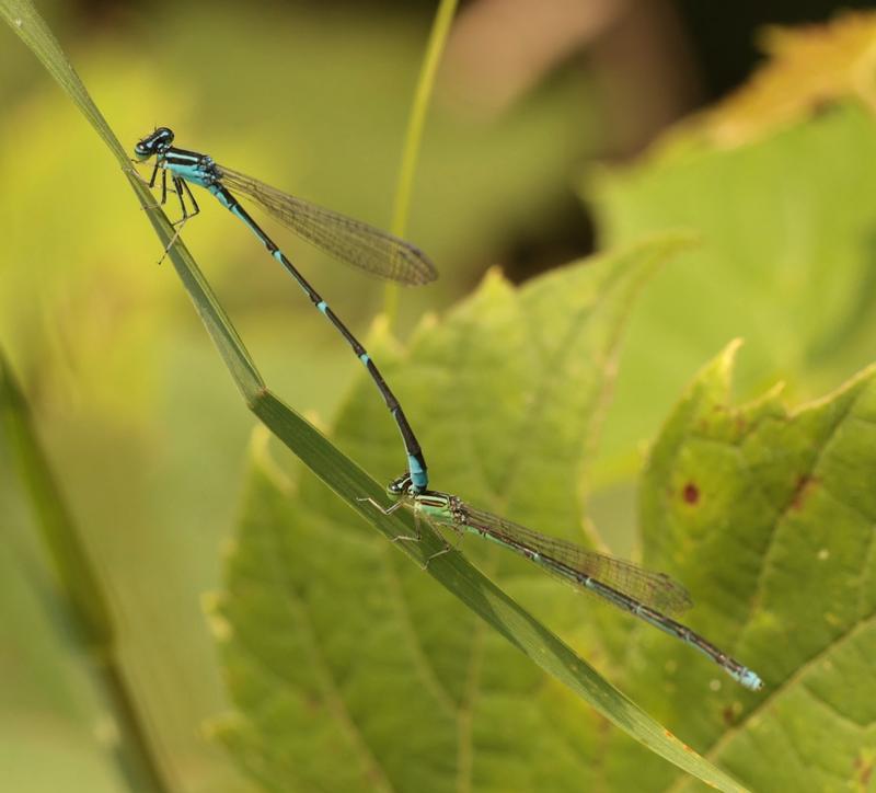 Photo of Stream Bluet