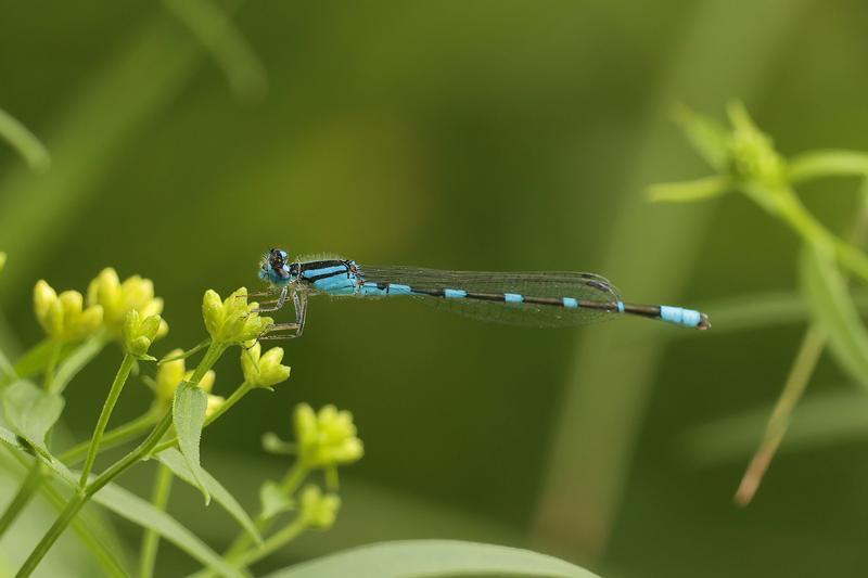 Photo of Tule Bluet