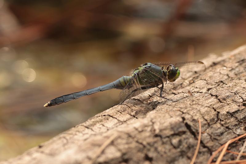 Photo of Eastern Pondhawk
