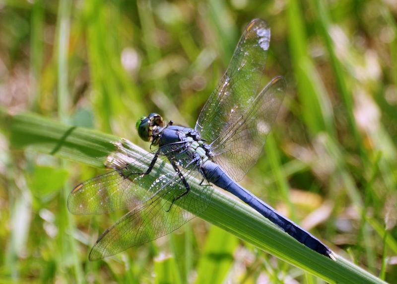 Photo of Eastern Pondhawk