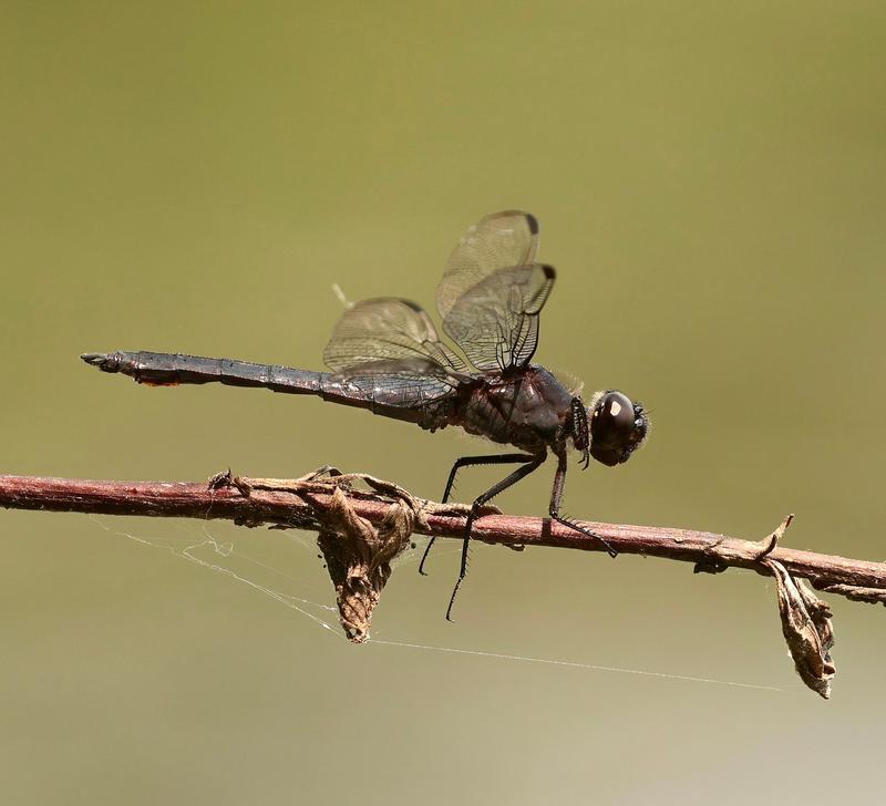 Photo of Slaty Skimmer