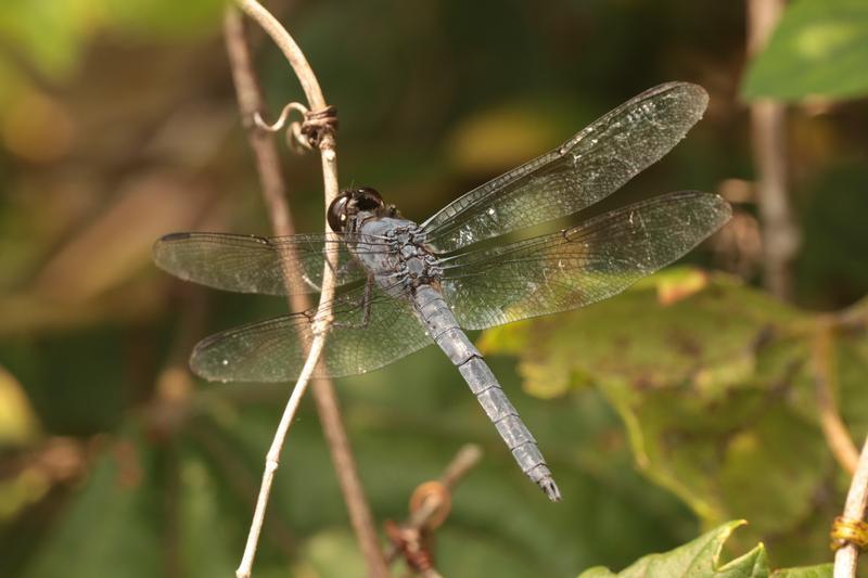 Photo of Slaty Skimmer