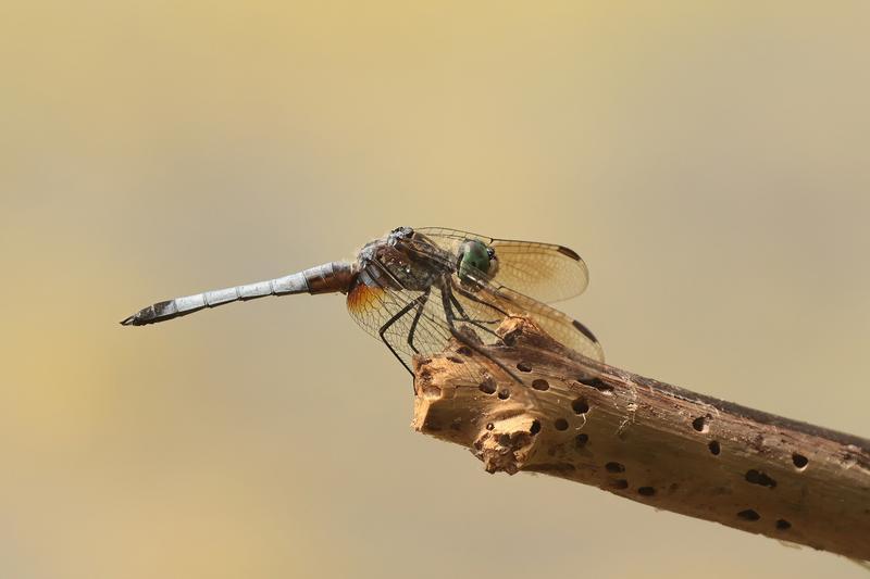 Photo of Blue Dasher