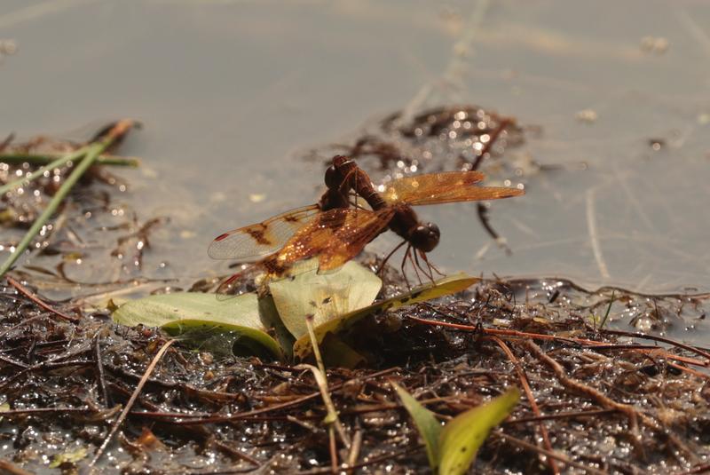 Photo of Eastern Amberwing