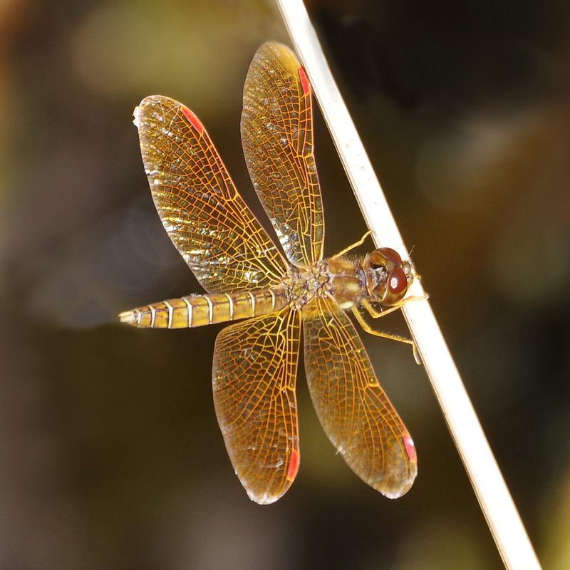 Photo of Eastern Amberwing